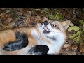 Алиса Лиса alice the fox Осенняя Хандра Лисы