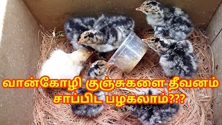 வான்கோழி குஞ்சுகளை தீவனம் சாப்பிட பழகலாம்???