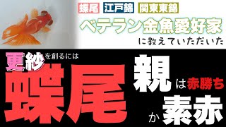 【後編】蝶尾は素赤？蝶尾江戸錦愛好家の今井さんに蝶尾や関東東錦・江戸錦の飼育について教えていただきました👍  @peperia