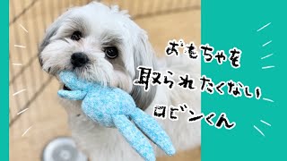 おもちゃを取られたくないロビンくん 動物専門学校トリマー 動物看護師　アクアリウム 動物のお仕事