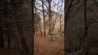 #glencoe #scotland tree looks like it is fighting with the other tree for space