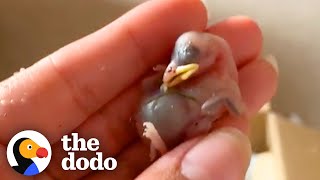 Tiny, Bald Baby Birds Get So Fluffy And Fly Back To The Wild | The Dodo Little But Fierce