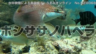 【水中映像 魚図鑑】ホシササノハベラ No.UZ0068