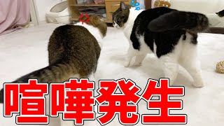 パパ猫に息子猫が喧嘩を売った結果…【覇王色の覇気】