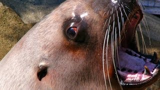 The Super Amazing Project - SHAKIRA ATTACKED BY SEA LION