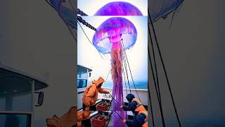 The Biggest Jellyfish 🌊⚠️ #viralshort #viralvideo #memes #4u #foryou #fish #jellyfish #tiktok