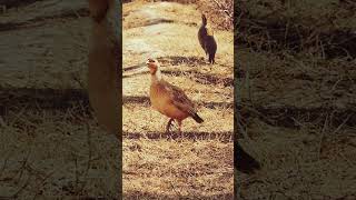 Grey Francolin Pair Calling in the Wild | Must Watch.