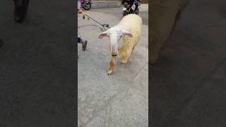 Loo Aa Gai Qurbani 2k25 ♥️ #trending #kajla #goat #bakraeid #shorts #viralvideo #animals