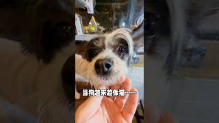 当你的狗子和猫咪待久了… #pets #animaltattoo #cat #cute #寵物 #funny