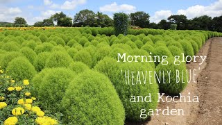 ヘブンリーブルーの丘へ❇️アフリカントールのマリーゴールドと緑色のコキアなど🐦️ Flower village 花夢の里 / Morning glory field in summer