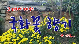 가을국화. 국화꽃 향기. \