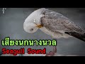 seagull sound