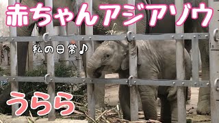 アジアゾウの赤ちゃん「うらら」母アヌラ姉さくらの日常(ごはんタイム)【東山動物園】