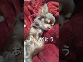 うちの子記念日♡我が家に来て１年が経ちました🐾　 チワワ チョコタン クーッとくぅちゃん chihuahua