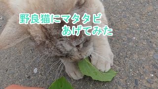 野良猫にマタタビあげてみた