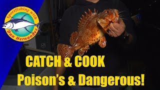 CATCH \u0026 COOK Poison's \u0026 Dangerous | SPORT FISHING