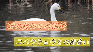 秋の終わりの沼地探鳥に今年もコハクチョウがやってきた