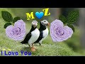 M❤Z Letter WhatsApp Status, Images, MZ Name, Pictures, M-Z Letter whatsapp status video