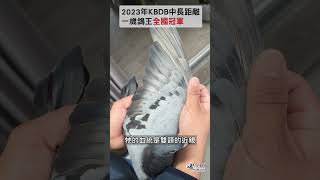 【名鴿欣賞】2023 KBDB中長距離一歲鴿王全國冠軍丨B22-6034064 豐納丨尼克\u0026羅傑.泰斯