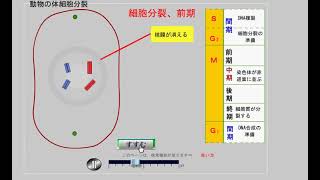 高校生物、体細胞分裂　Somatic cell division