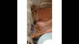 HOW TO DRAW GOAT MILK FROM TEAT(ADINTA PALU KARAKUNNU) ആടിന്റെ അകിടില്‍ നിന്നും പാല്‍ കറക്കുന്നു