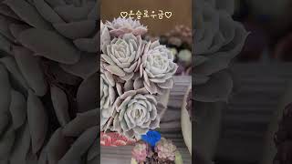 250122 온슬로우금 살짝쿵핑크빛~마음이맑고환해지는다육이♡#succulent #다육이 #たにくしょくぶつ #多肉植物 #다육식물 #flowers