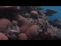 Threats to the Reef: climate change | Great Barrier Reef Marine Park Authority