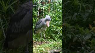 雨でビショビショのハシビロコウ　サーナ　上野動物園