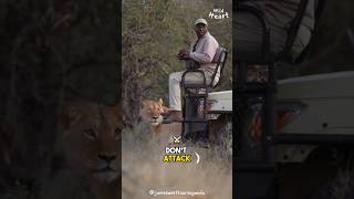 Why Lions Don’t Attack Safari Vehicles?