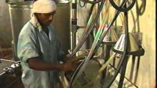 Modern Dairy Farm.mpeg