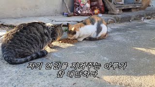 순둥냥 아루도 자기 여자 하나쯤은 지킨다/까실이의 만행