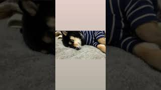 【豆柴子犬】佐川急便犬！配達疲れてベッドで寝ていると思い近づいてみると #Shorts #shiba