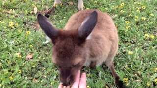 Sweet Kangaroo Family