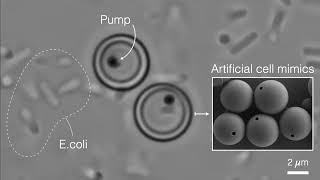 Artificial Cell Mimics \