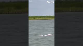 Fishermen stunned by ultra rare 'pink dolphin' spotted in Texas #shorts 🐬