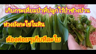 เก็บกระเทียมป่าที่ปลูกเอง หวงยังกะใข่ในหิน ต้องเด็ดทีละใบ #คนไทยในต่างแดน  #เมียฝรั่งนอร์เวย์