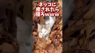 ネッコの動画で癒されたら寝ろｗｗｗ　#2ch #2ch動物スレ #動物  #猫 #癒やし #ねこ動画