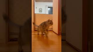 障害物を飛び抜ける子猫ちゃん達🐈‼︎🐈‼︎🐈‼︎と🐈👑