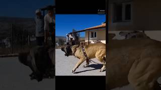 Can a Kangal Defeat a Tiger, Lion, or Jaguar in a One-on-One Fight?