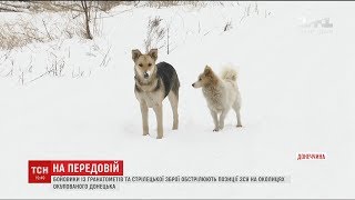 Бойовики використовують собак і котів для відволікання уваги українських бійців