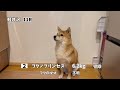 夜になるとママにあるお願いをするようになった柴犬が可愛い