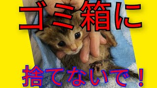 ゴミ置き場に捨てられてた赤ちゃん猫が保護されました🍀