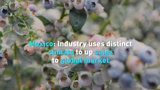 Mexico: Industry uses distinct climate to up sales to global market