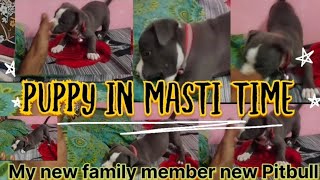 puppy in masti time video vlog and my new family members pitbull puppy #daily vlogs #dog #pitbull