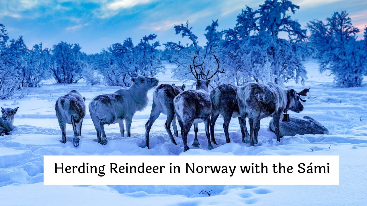 Herding Reindeer In Norway With The Sàmi Youtube