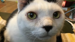 猫じゃらしの使い方❤空き箱の使い方❤シューちゃんはこのあとよく寝ます🎵