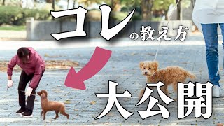 【こんな風に教えます】お散歩中の吠え、引っ張りなどの問題解決に役立つ“脚側行進”の教え方を大公開！