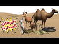 اغنية حيوانات الصحراء 🥳 | اغاني اطفال بون بون