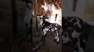 😍 Milk Teeth Ettayapuram Only Show 🔥 #goat #ettayapuram #sheep #trending #shorts #shortsfeed