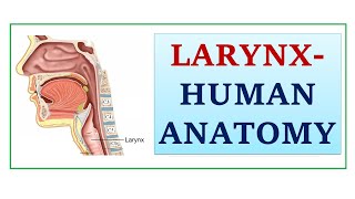 Larynx Human Anatomy